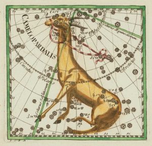 Thomas Camelopardalis