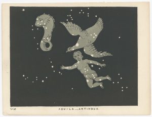 Blunt Aquila Antinous