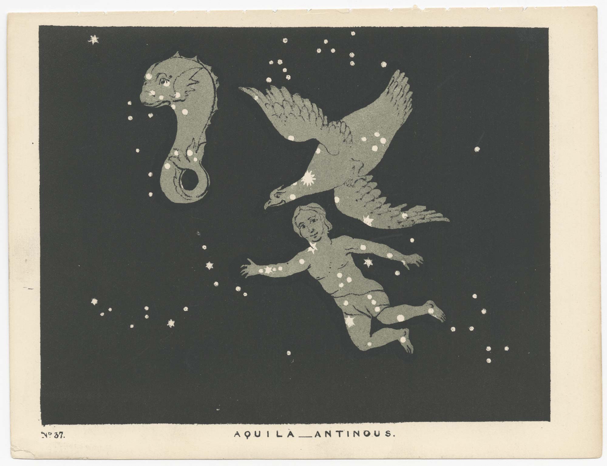 Blunt Aquila Antinous