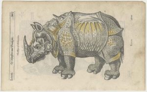 Parey Rhinoceros