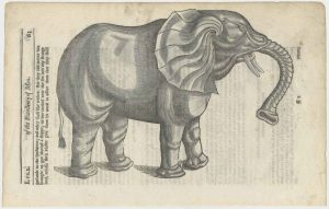 Parey Elephant