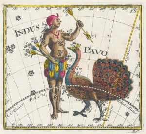 Thomas Indus Pavo