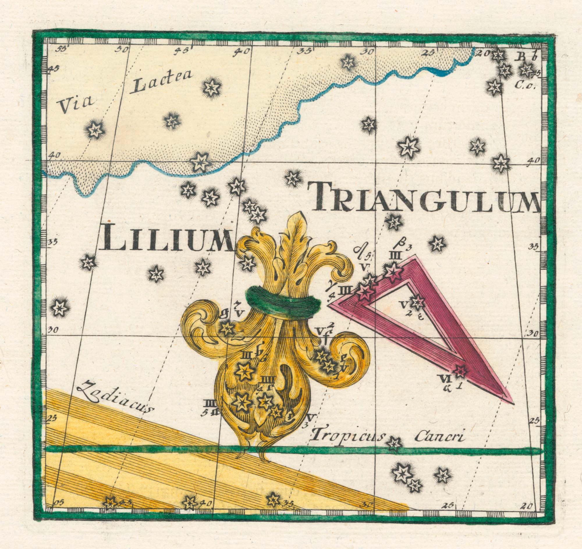 Thomas Lilium