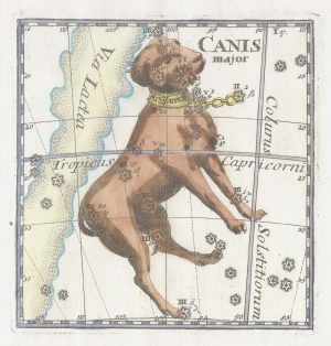 Thomas Canis Major