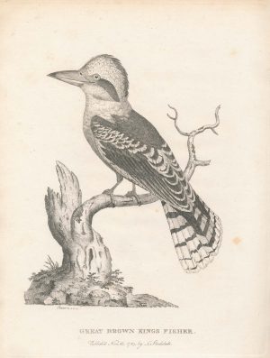 Edwards Laughing Kookaburra