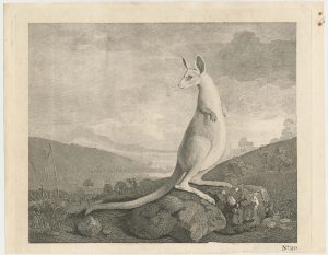 Stubbs Kangaroo