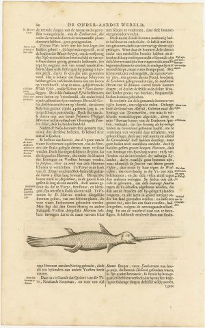 Kircher narwhal