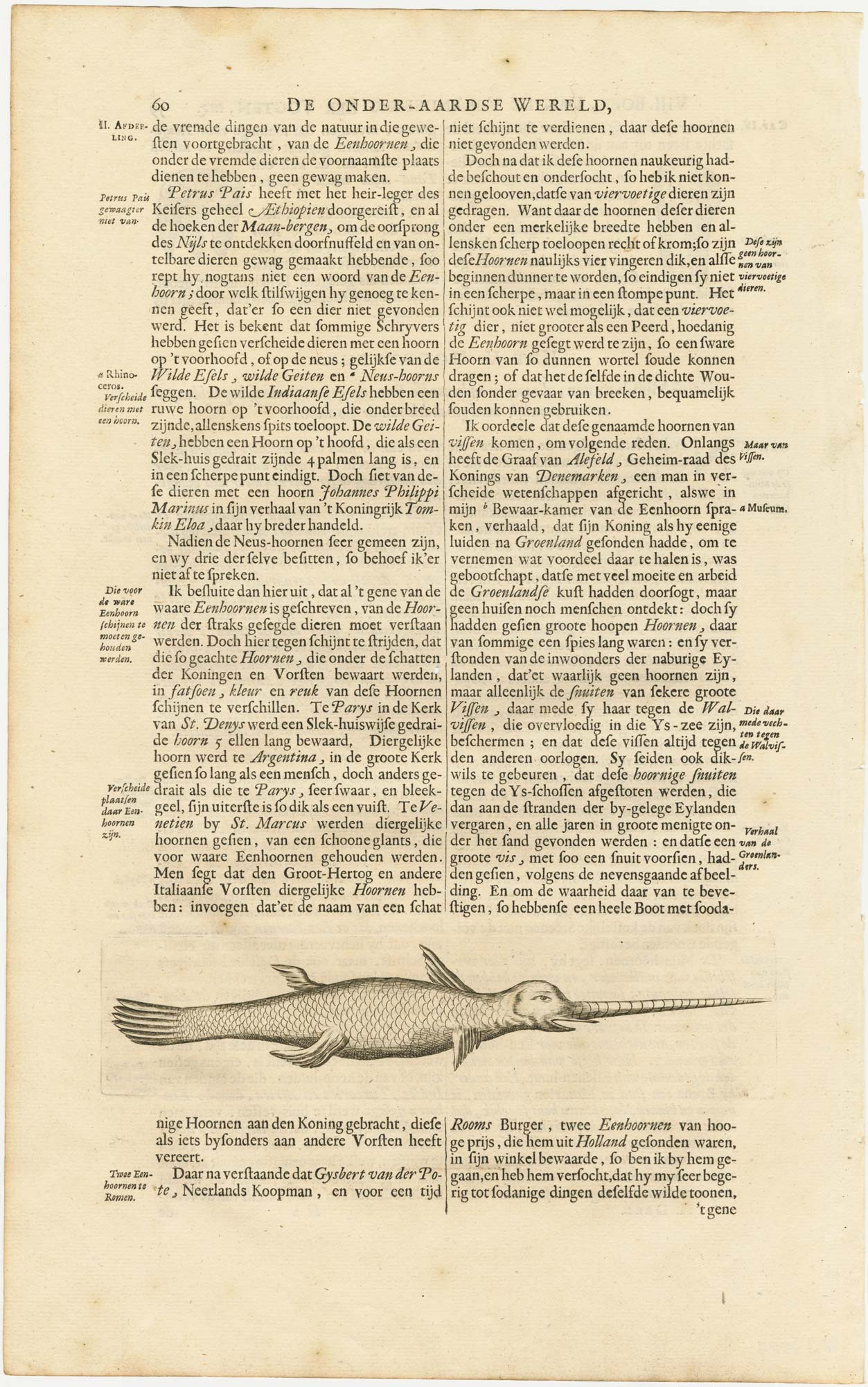Kircher narwhal
