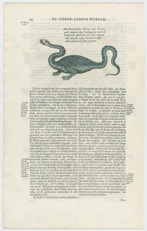 Kircher Dragon of Bologna
