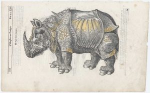 Parey Rhinoceros