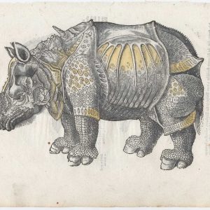 Parey Rhinoceros