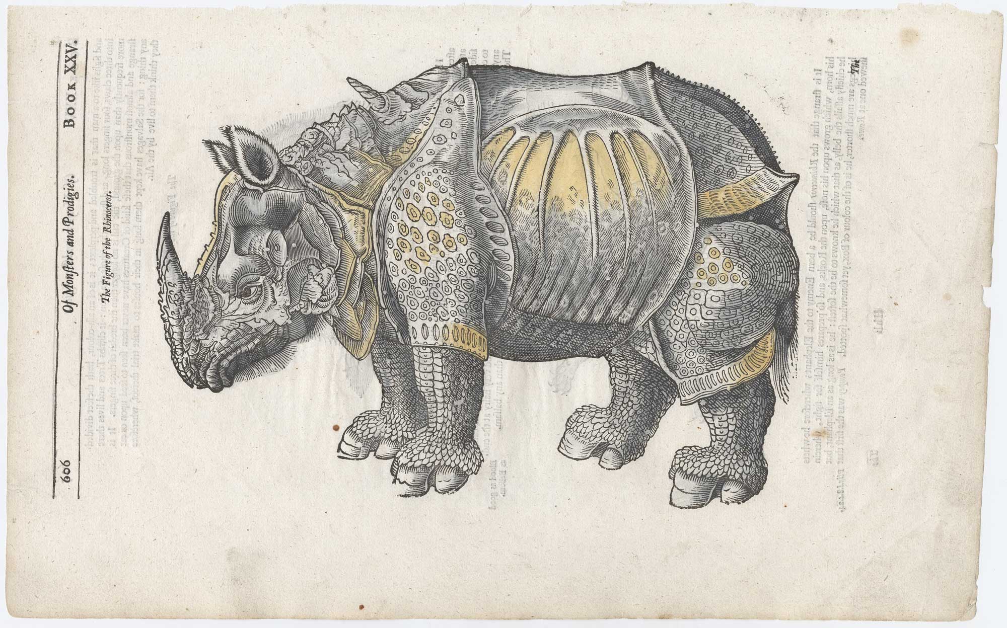 Parey Rhinoceros