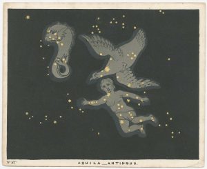 Blunt Aquila Antinous