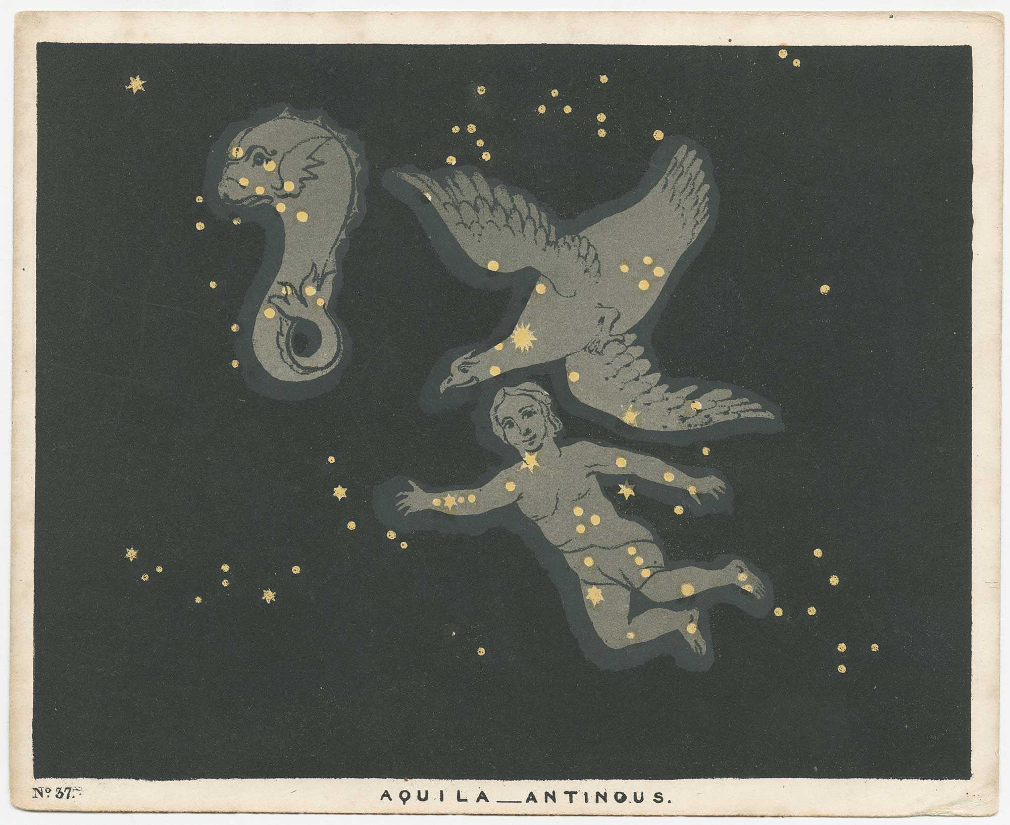 Blunt Aquila Antinous