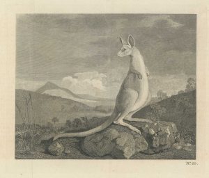 Stubbs Kangaroo