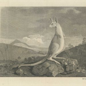 Stubbs Kangaroo