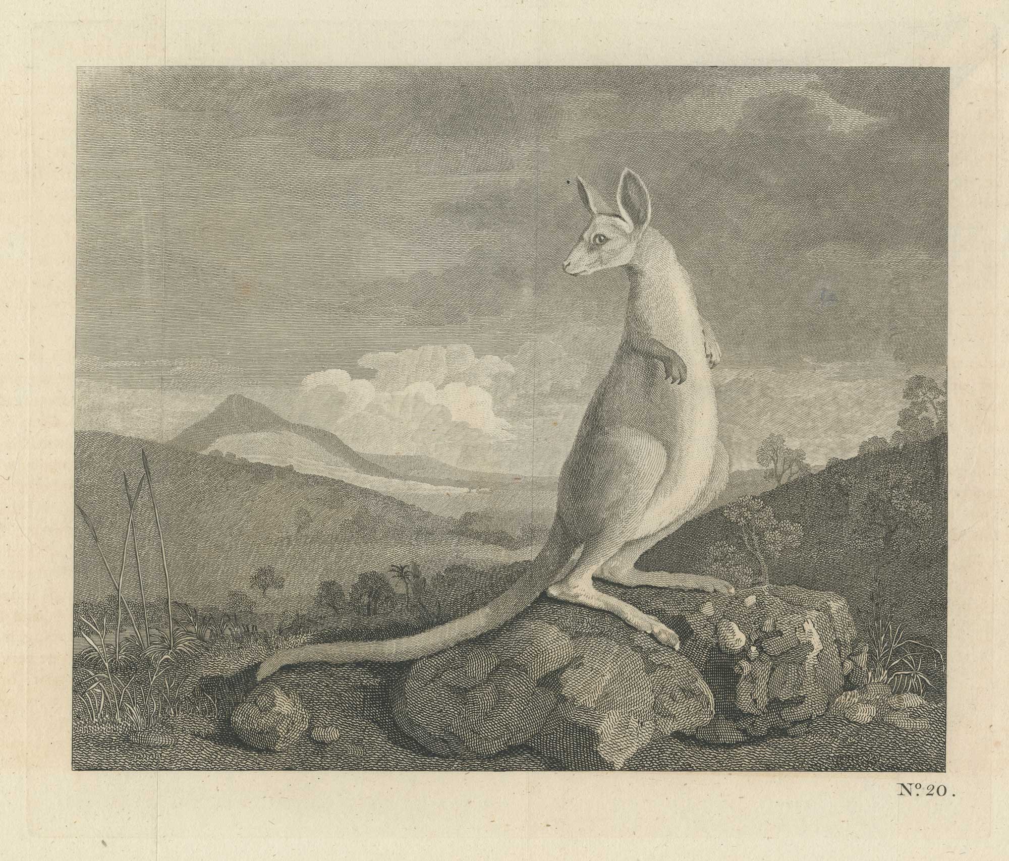 Stubbs Kangaroo