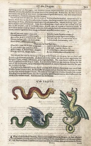 Topsell Dragon