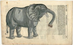 Pare Elephant