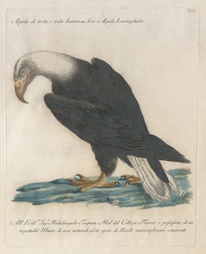 Manetti Bald Eagle