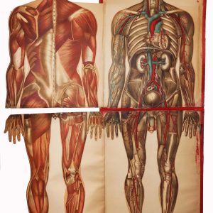 Anatomy figure