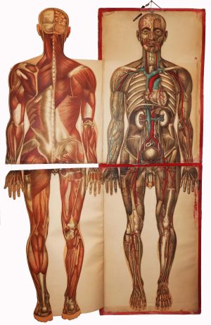 Anatomy figure