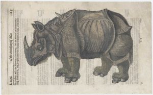 A woodcut illustration of a rhinocerous after Albrecht Dürer